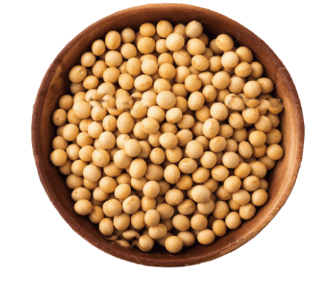 Soybean